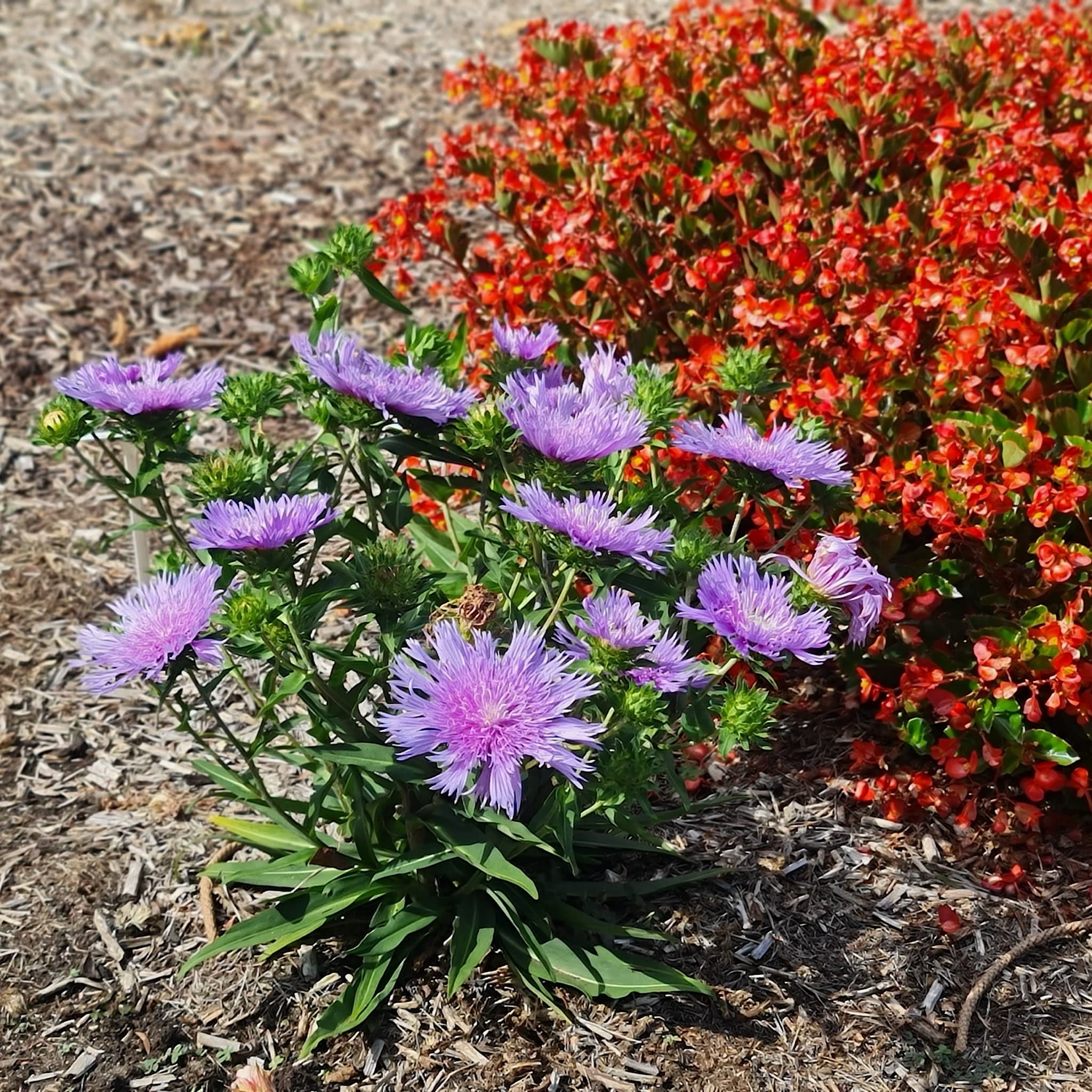 Stokesia laevis 'Blue Star'