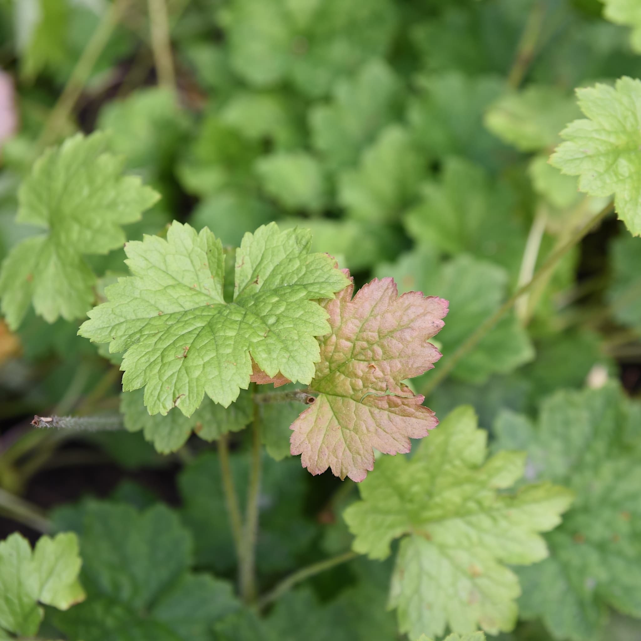 Tellima grandiflora 'Rubra'