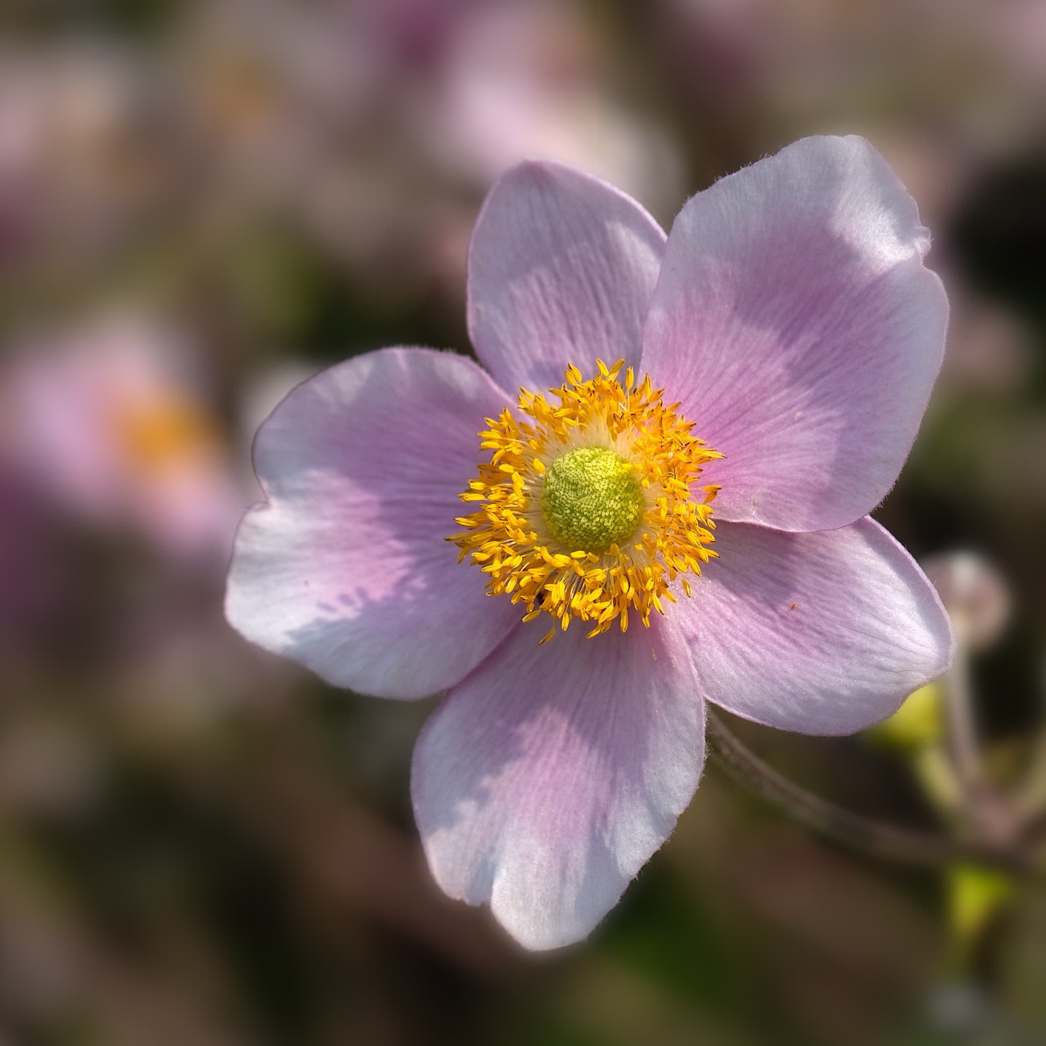 Anemone hybrid 'Queen Charlotte'