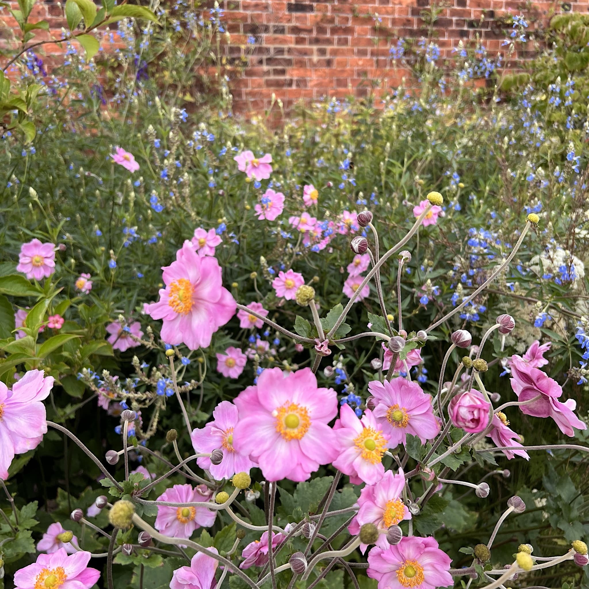 Anemone hybrid 'Queen Charlotte'