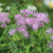 Thalictrum aquilegiifolium