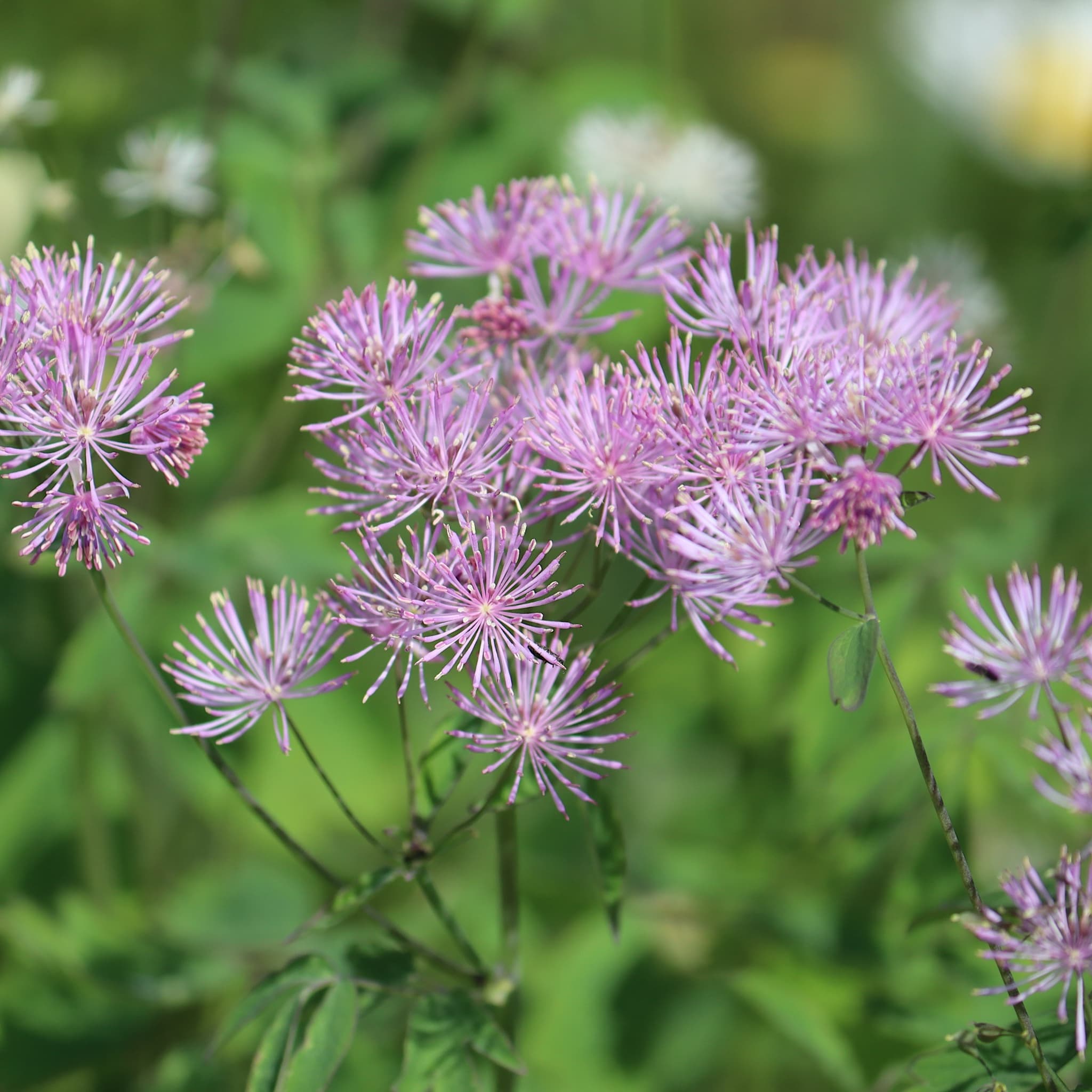 Thalictrum aquilegiifolium