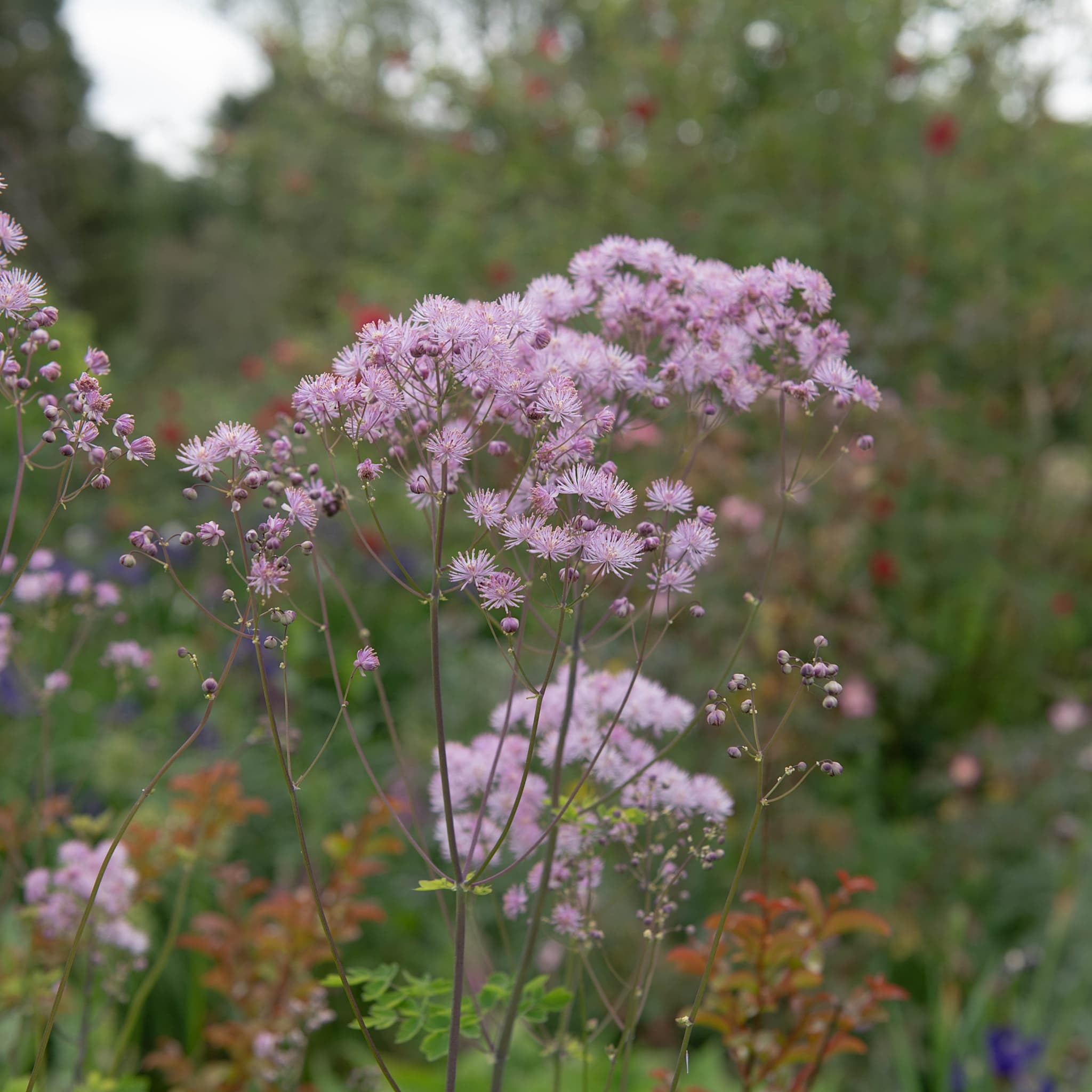 Thalictrum aquilegiifolium