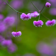 Thalictrum del. 'Hewitt's Double'