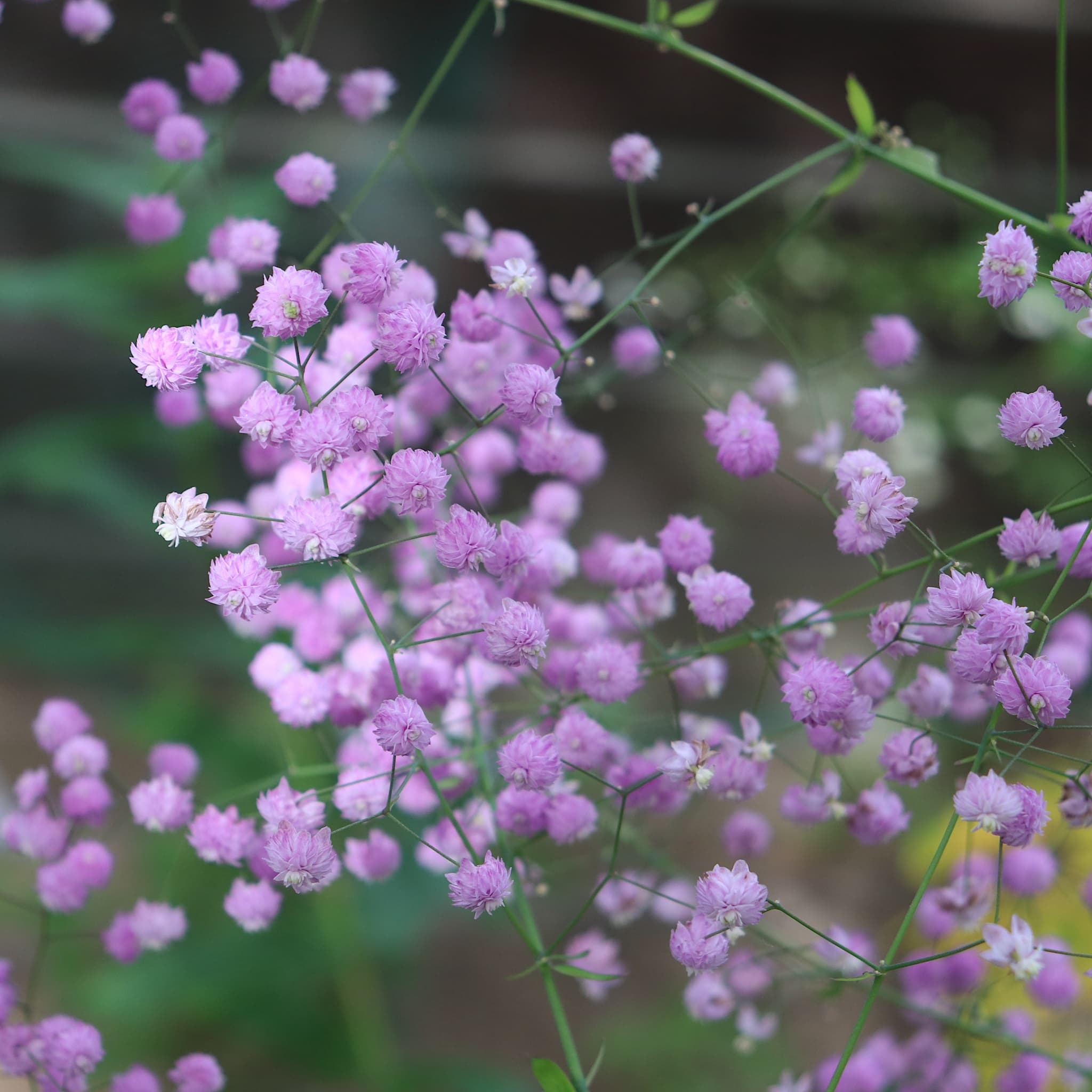 Thalictrum del. 'Hewitt's Double'