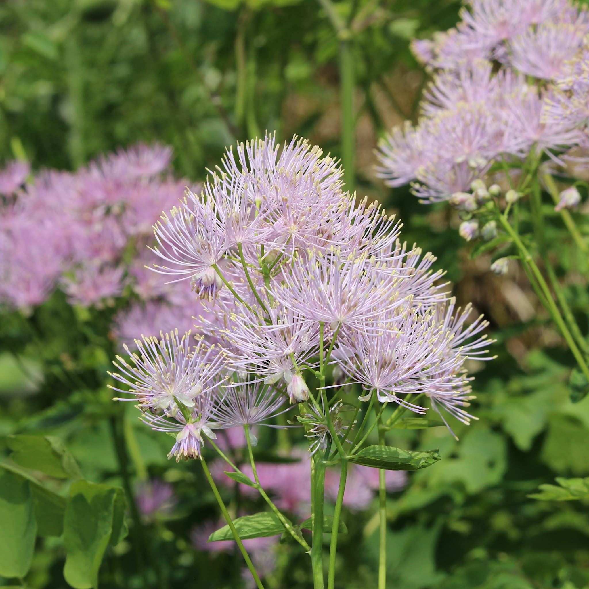Thalictrum 'Thundercloud'