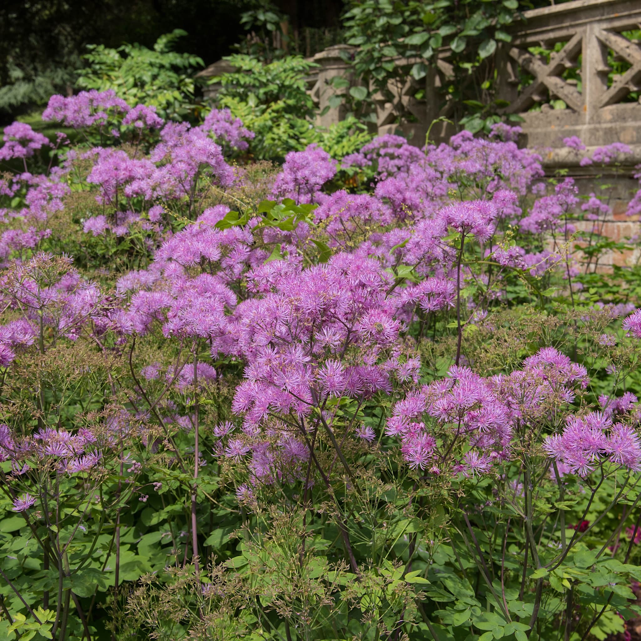 Thalictrum 'Thundercloud'