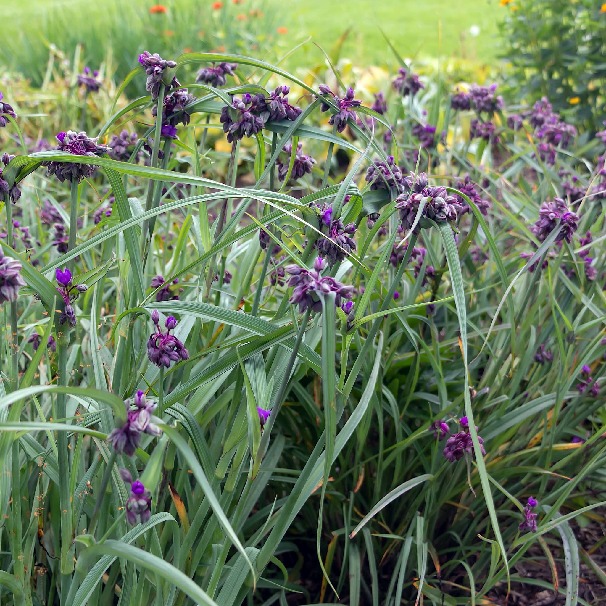 Tradescantia (Andersoniana Group) 'JS Brainstorm'