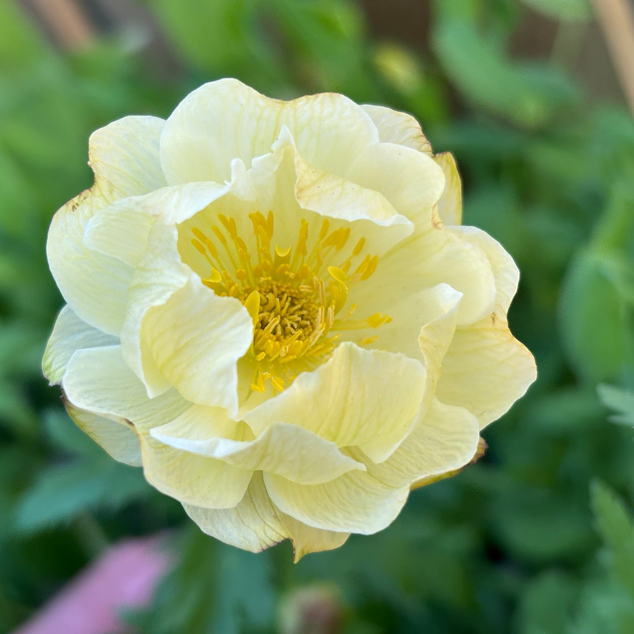 Trollius 'Fullmoon'