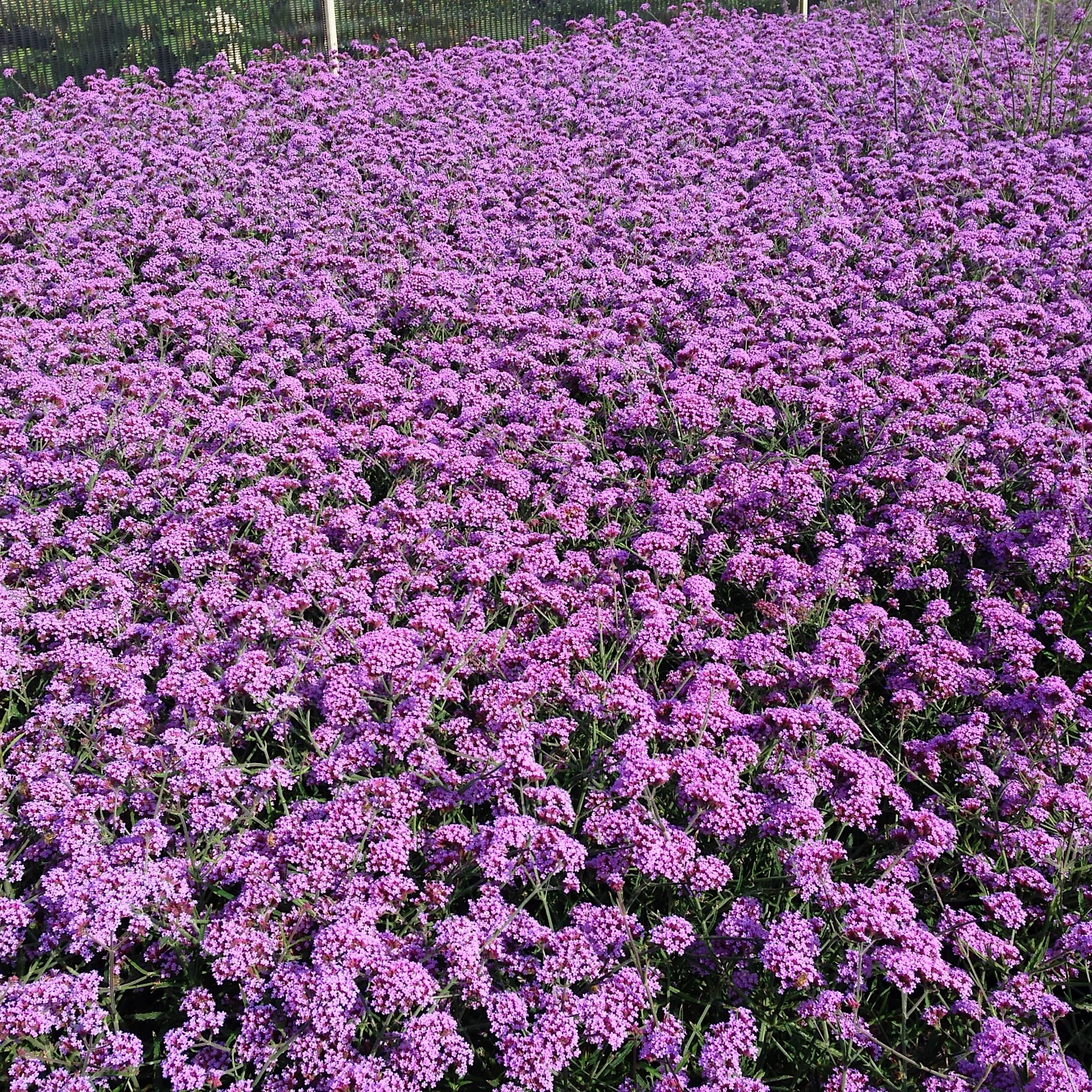 Verbena bonariensis 'Lollipop'