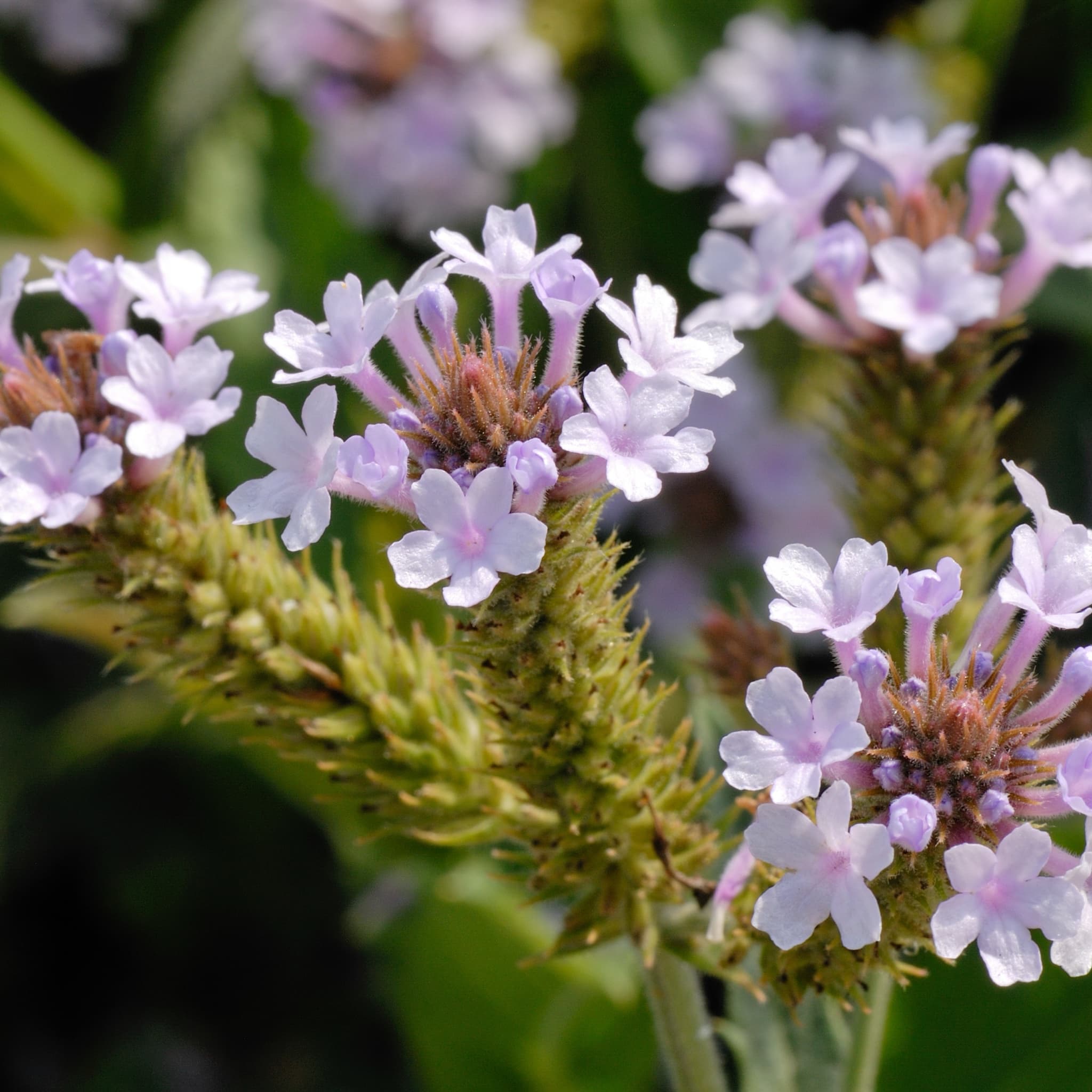 Verbena rigida 'Polaris’