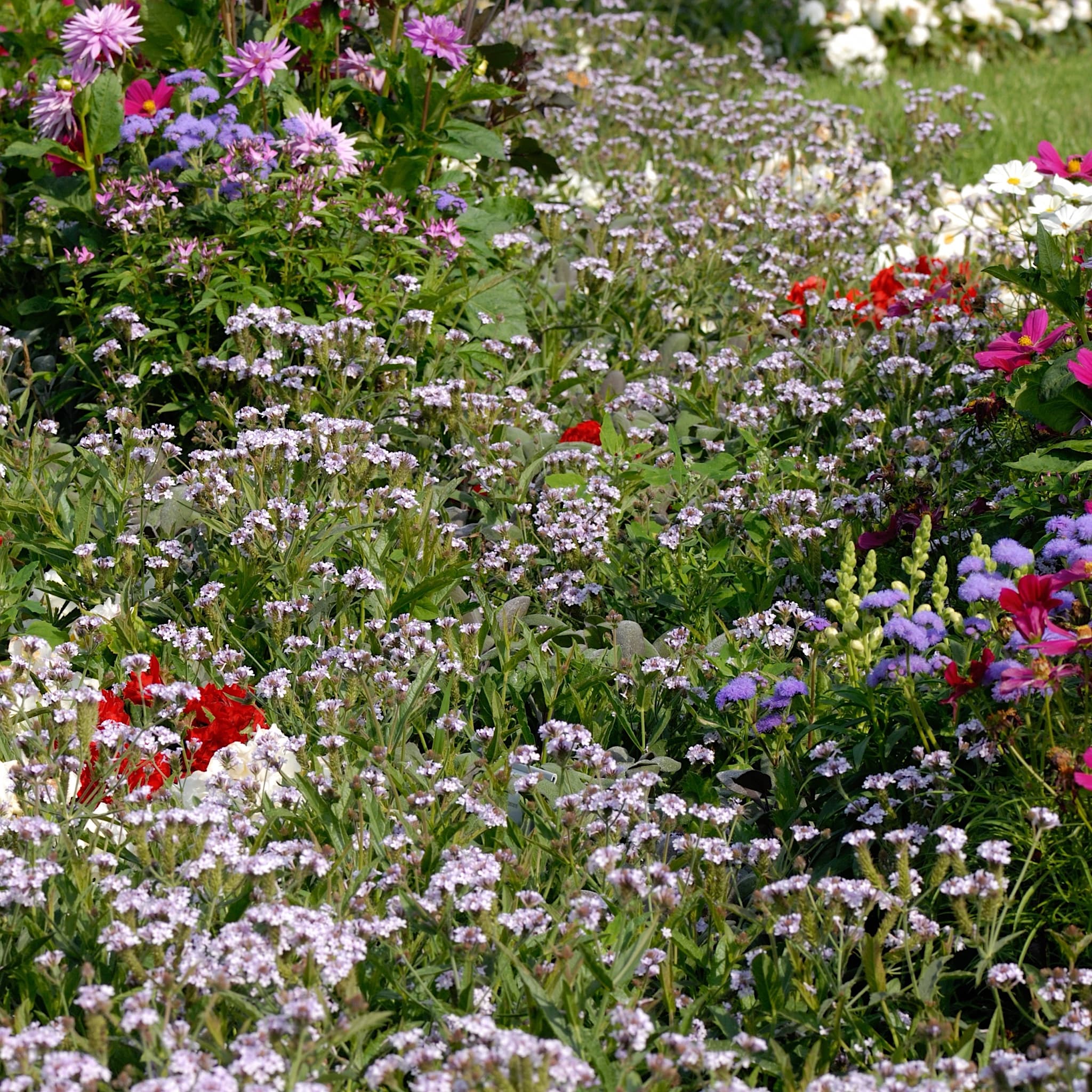 Verbena rigida 'Polaris’
