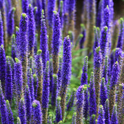 Veronica 'Anniversary Blue'