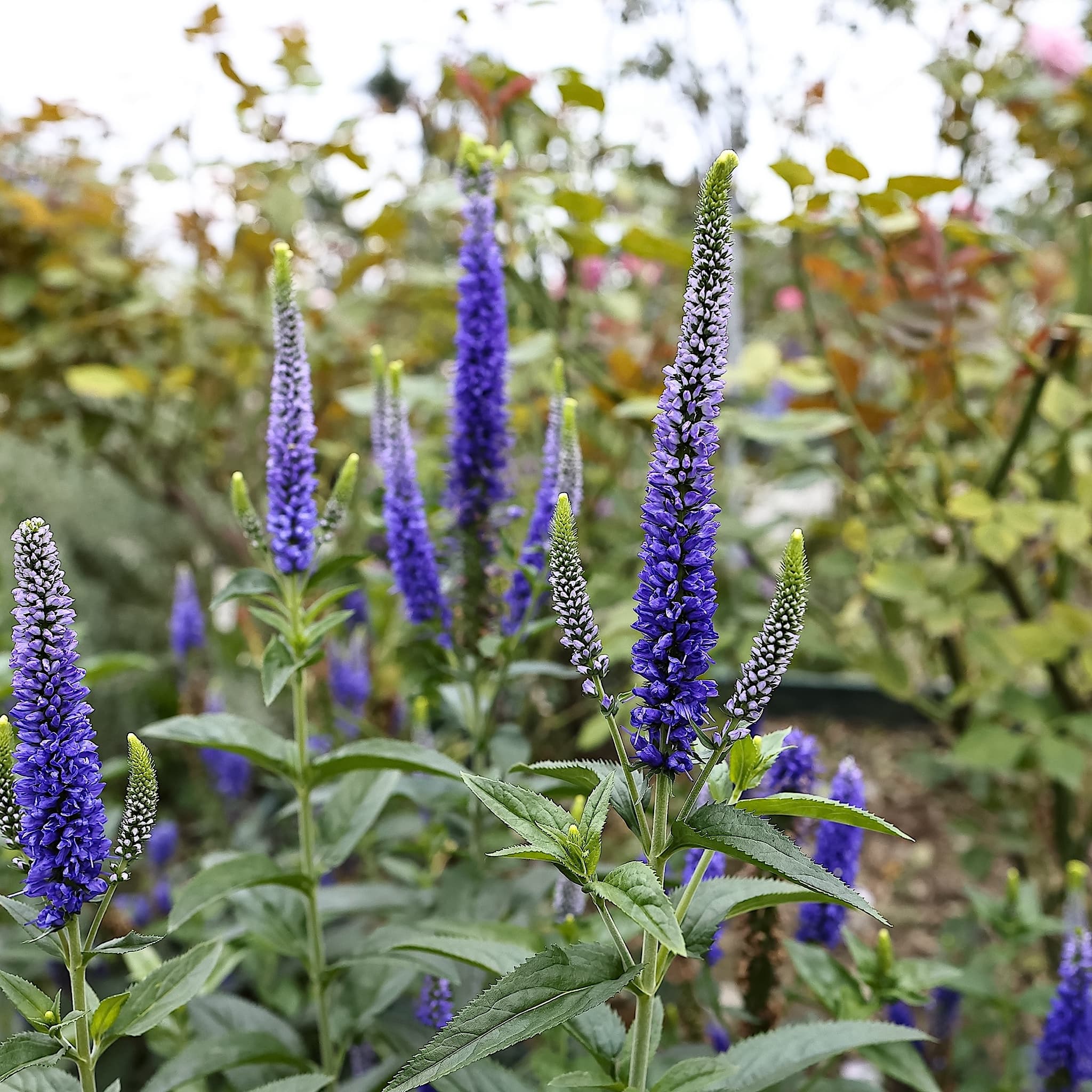 Veronica 'Anniversary Blue'