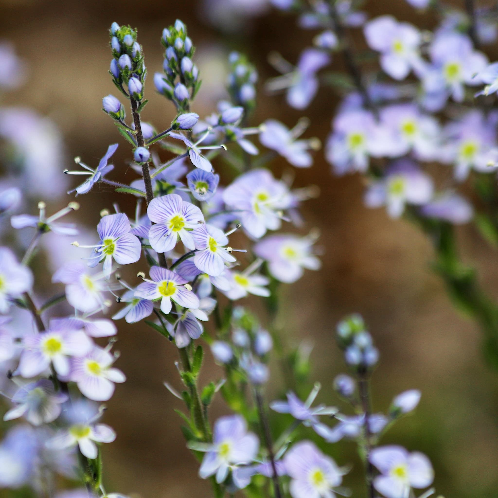 Veronica gentianoides