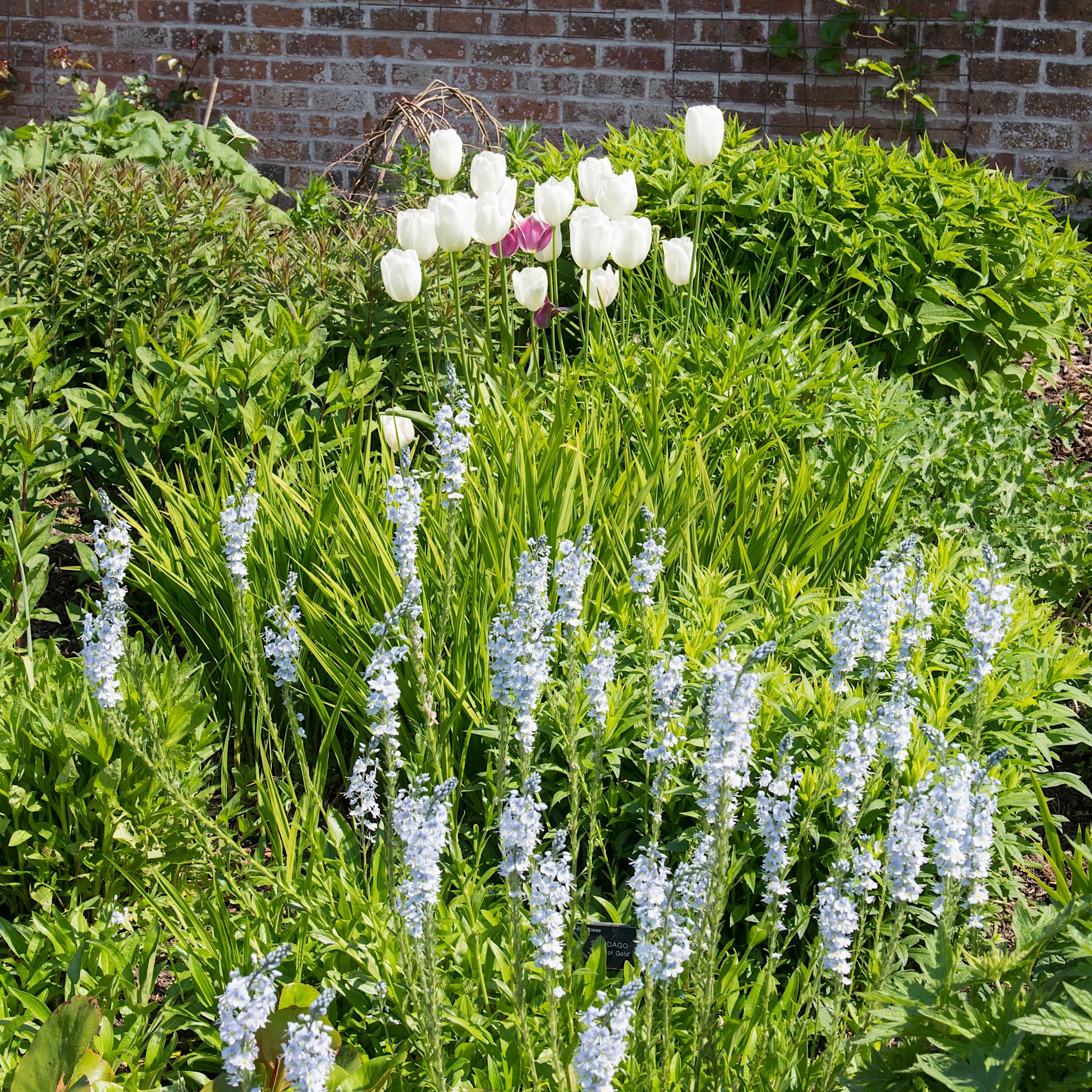 Veronica gentianoides