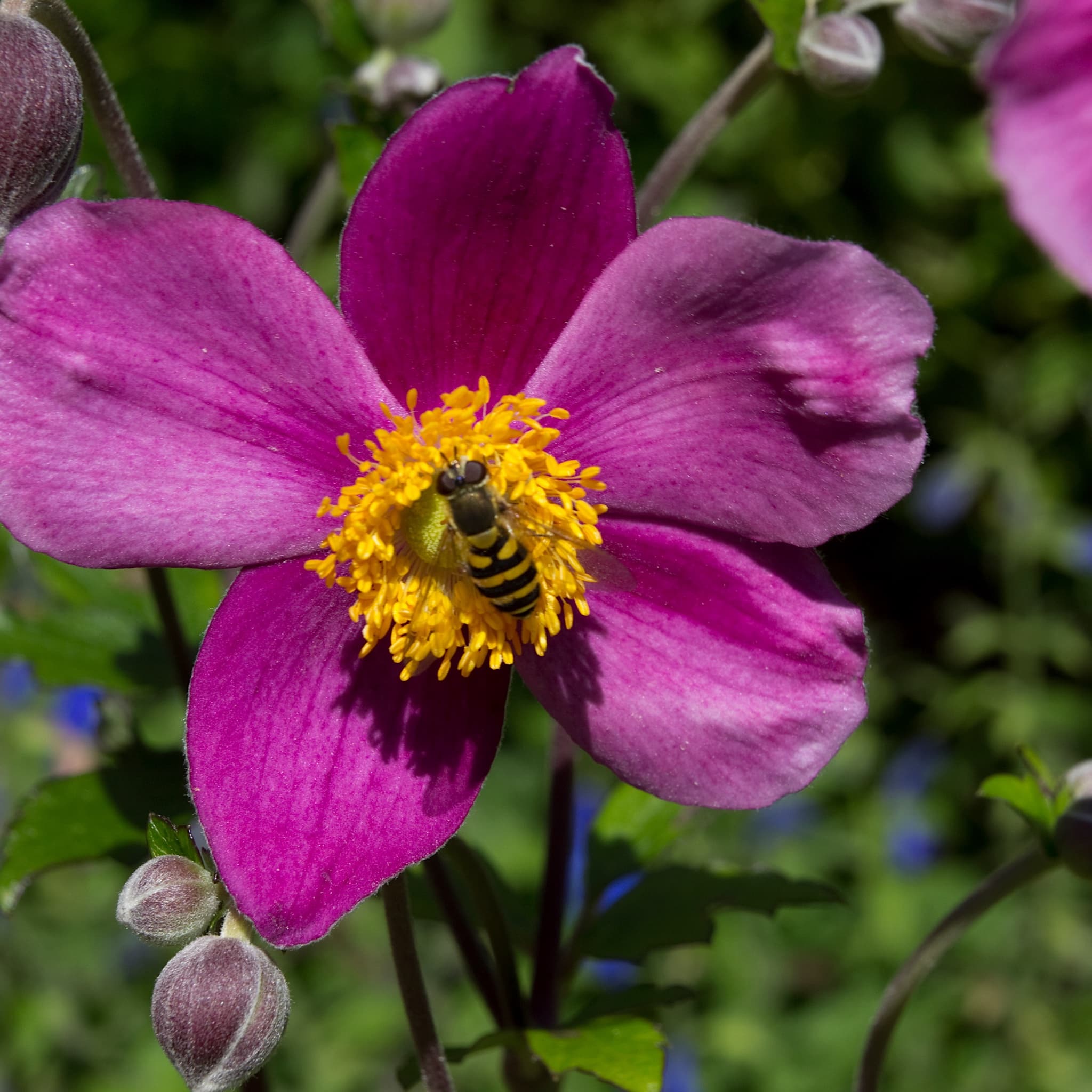 Anemone hupeh. 'Splendens'