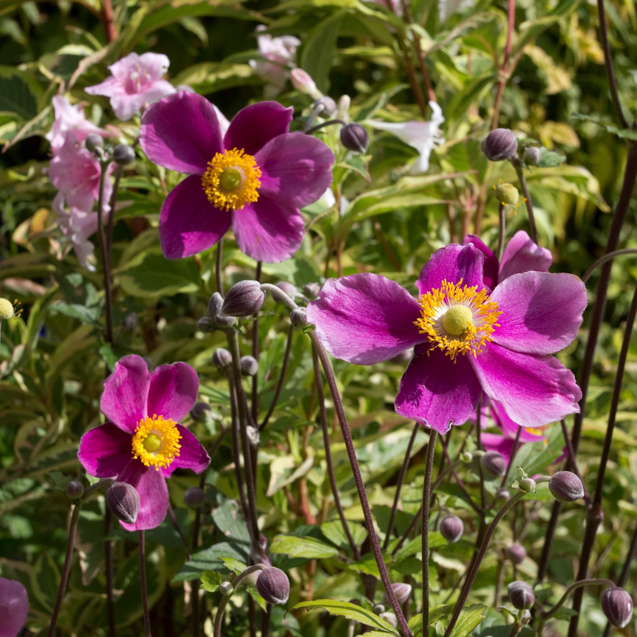 Anemone hupeh. 'Splendens'