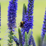 Veronica 'Ulster Dwarf Blue’