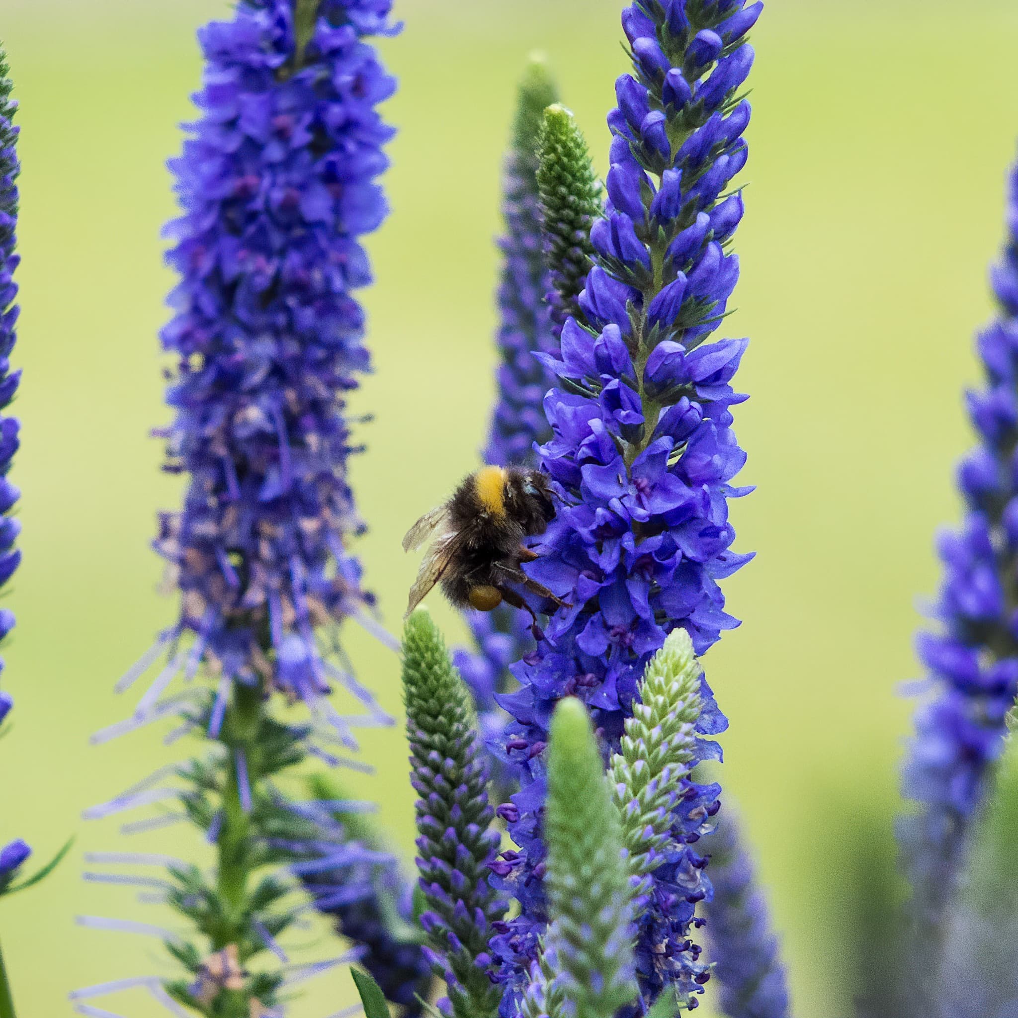 Veronica 'Ulster Dwarf Blue’