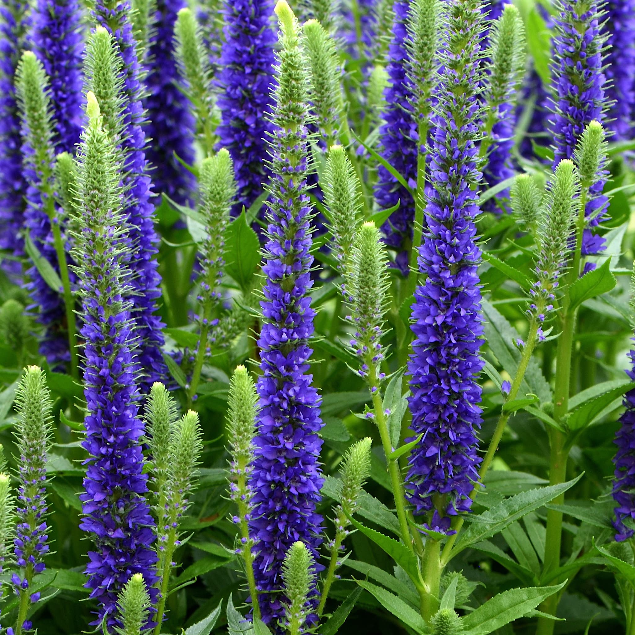 Veronica 'Ulster Dwarf Blue’