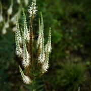 Veronica longifolia 'Schneeriesin'