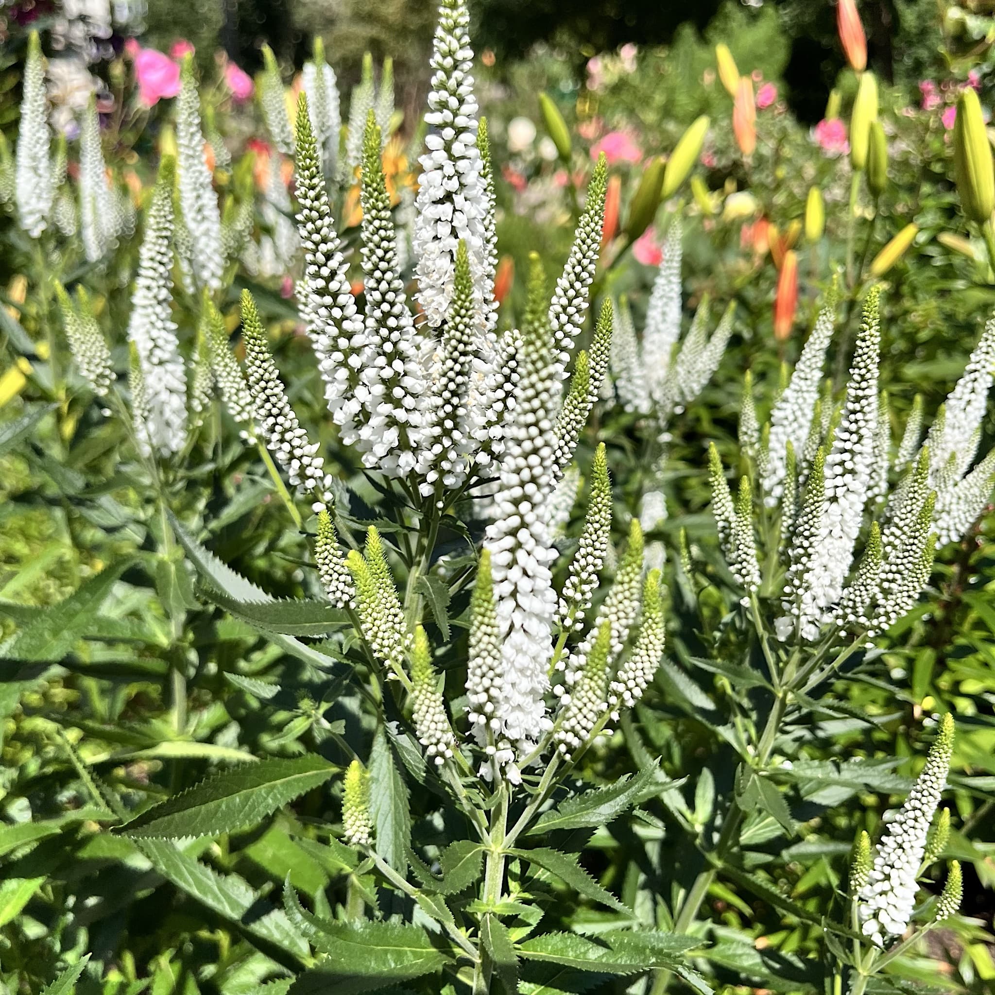 Veronica longifolia 'Schneeriesin'