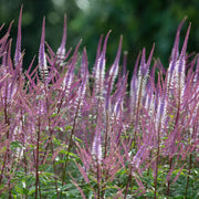 Veronicastrum virginicum 'Adoration'