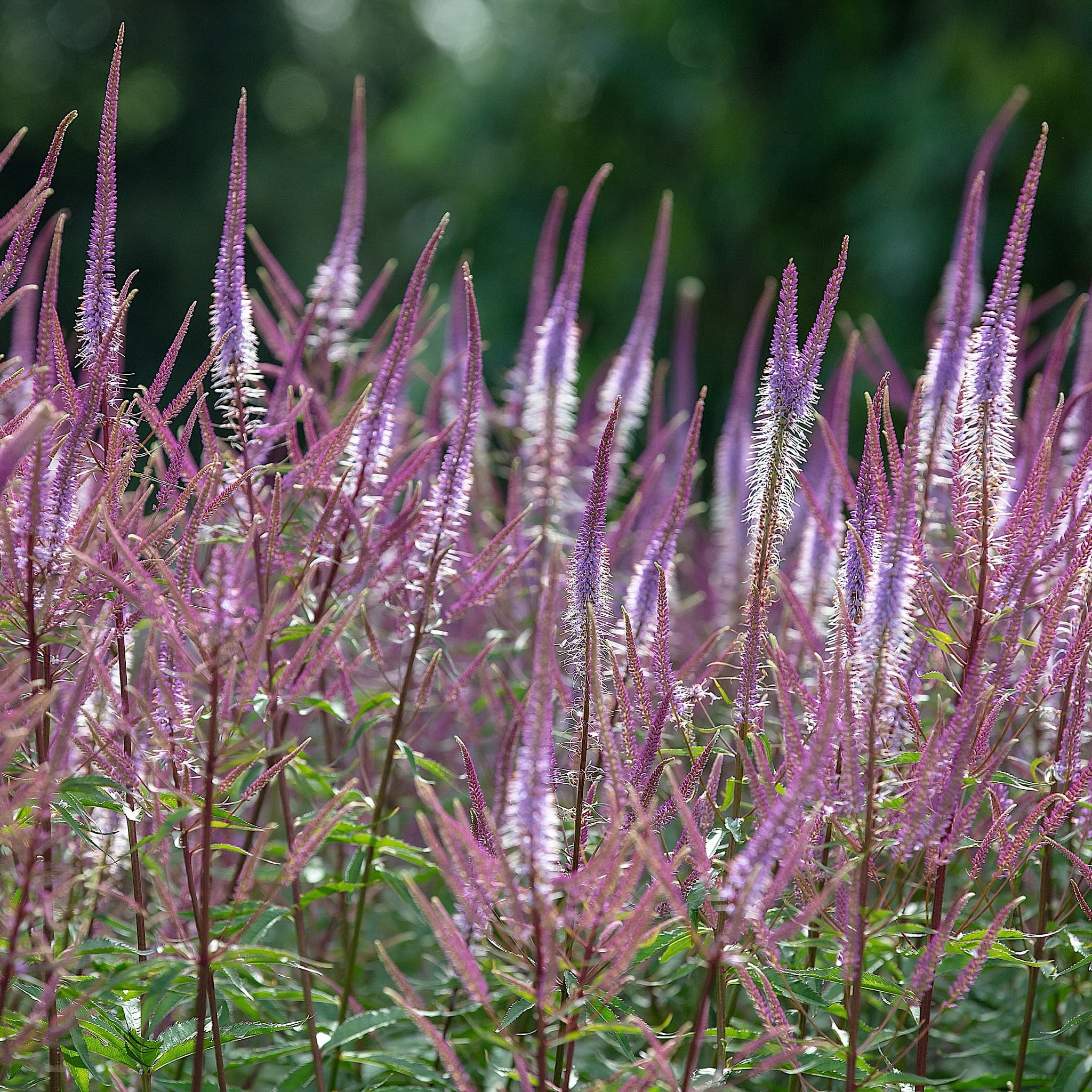 Veronicastrum virginicum 'Adoration'