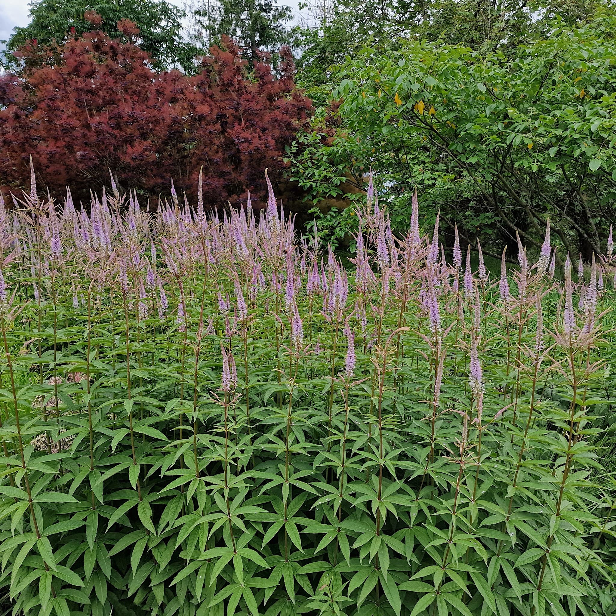 Veronicastrum virginicum 'Adoration'