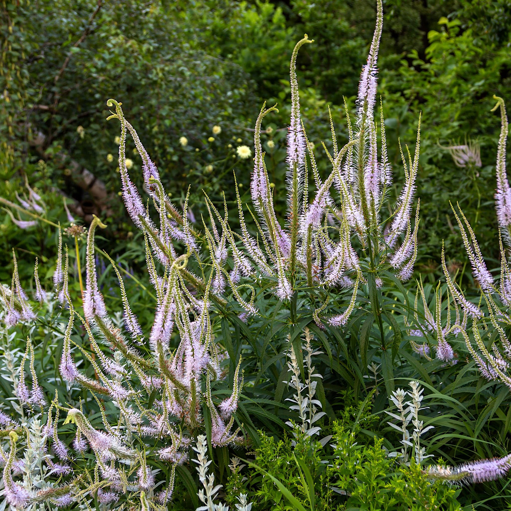 Veronicastrum virginicum roseum 'Pink Glow'
