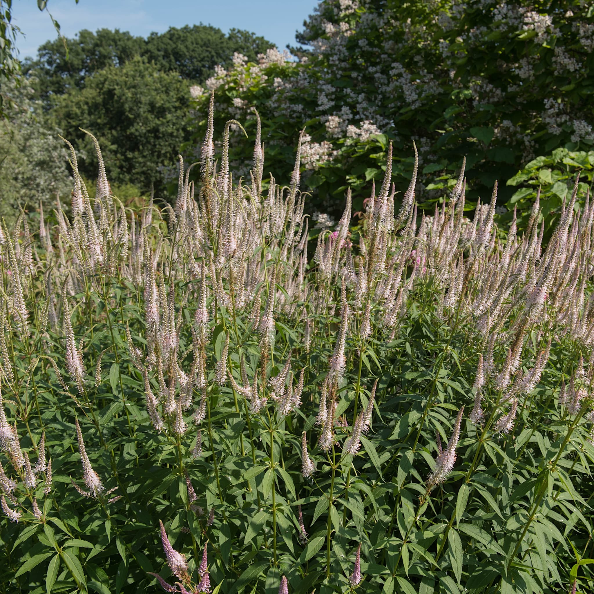 Veronicastrum virginicum roseum 'Pink Glow'