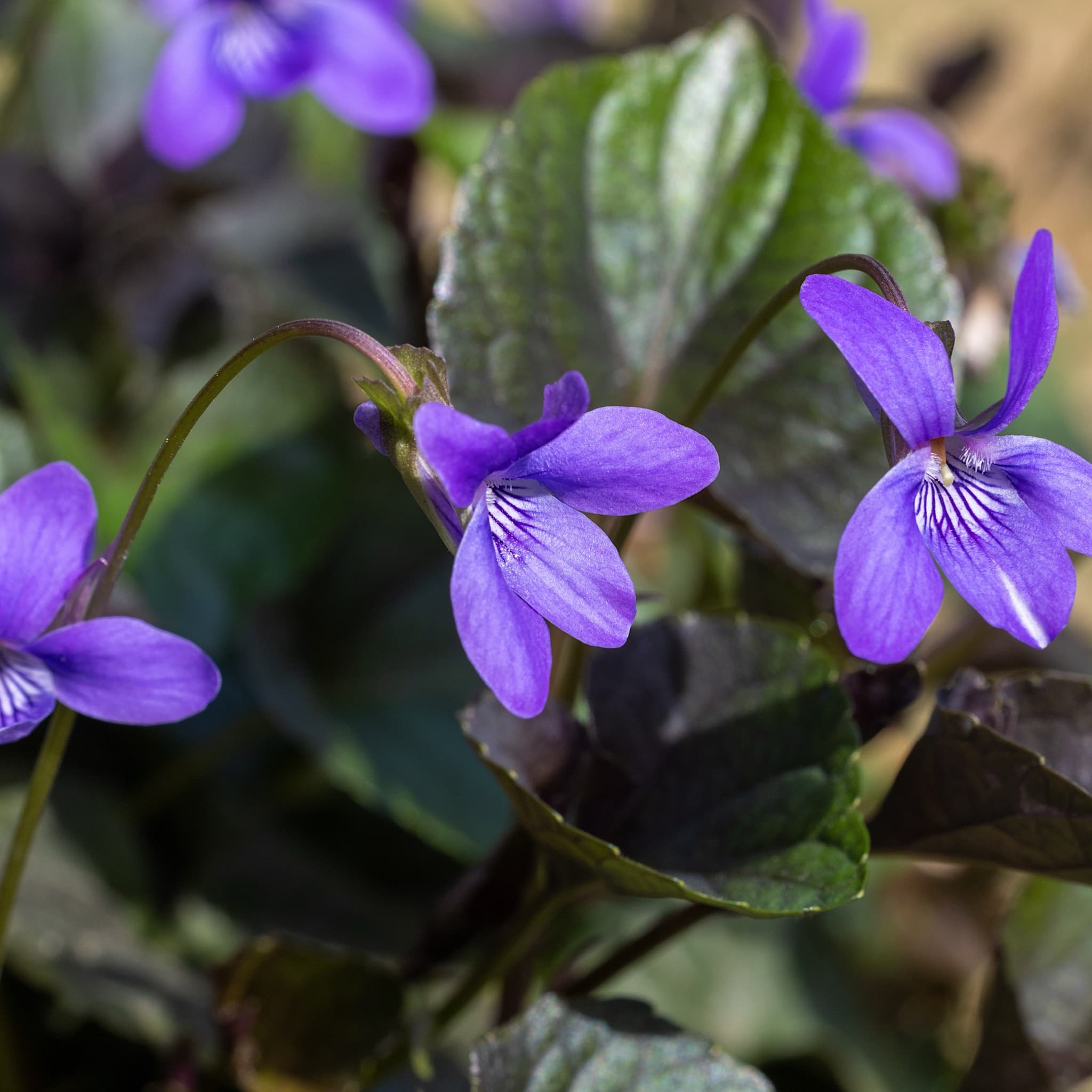 Viola labradorica