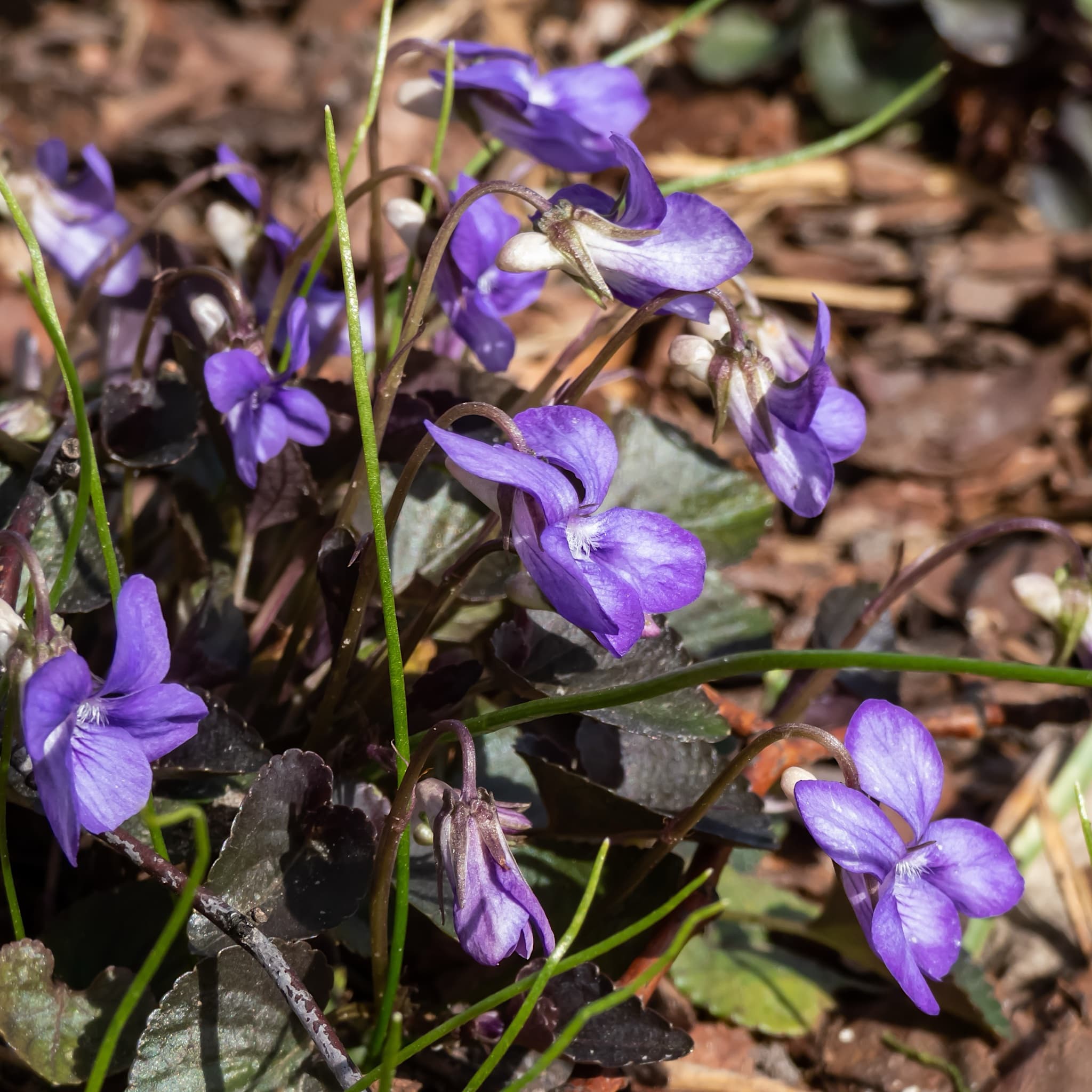 Viola labradorica