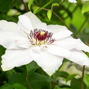 Clematis 'Miss Bateman'