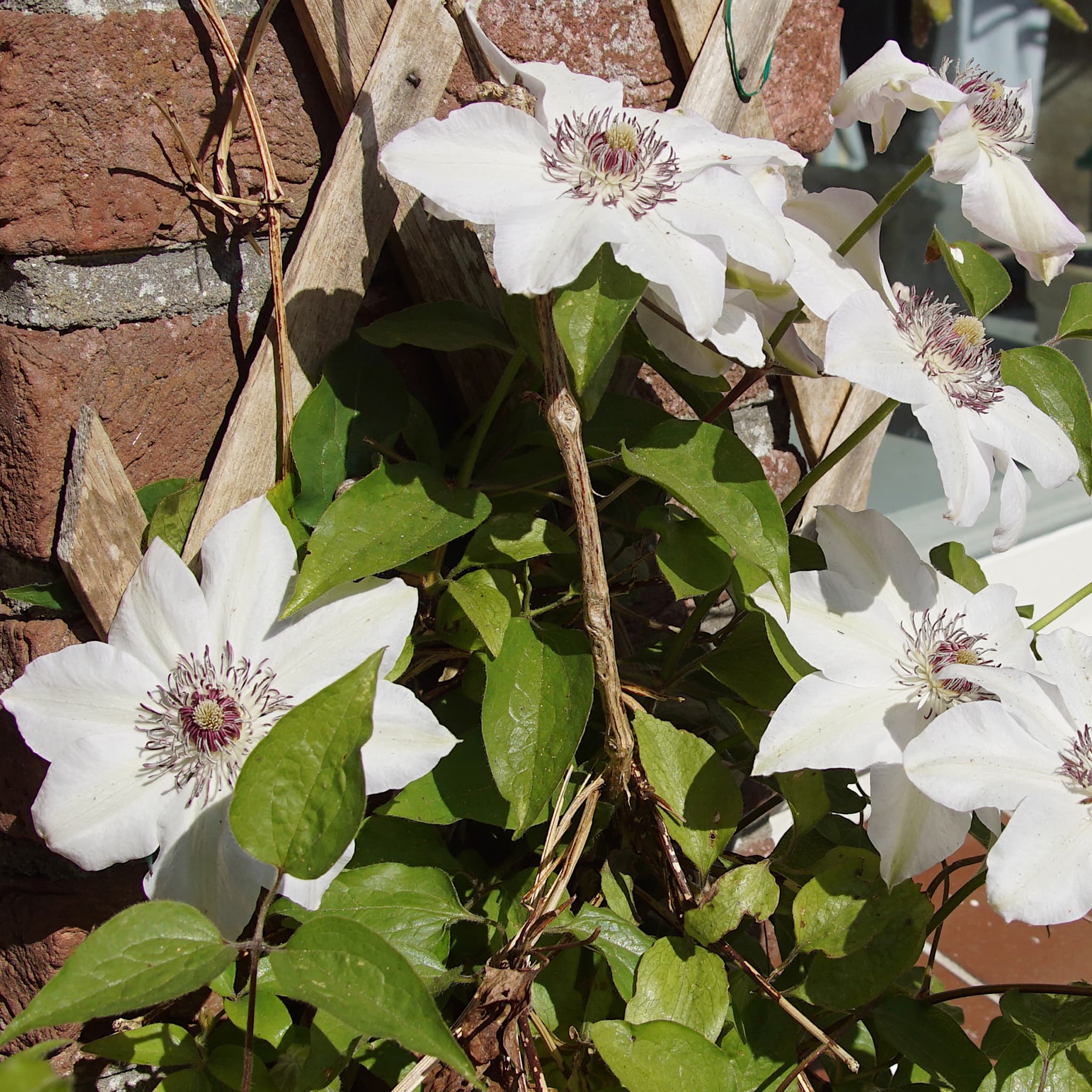 Clematis 'Miss Bateman'
