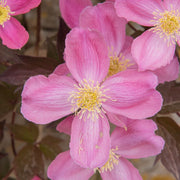 Clematis montana rubens 'Tetrarose'
