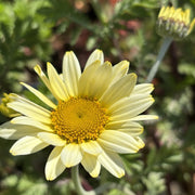 Anthemis tinctoria 'E.C. Buxton'