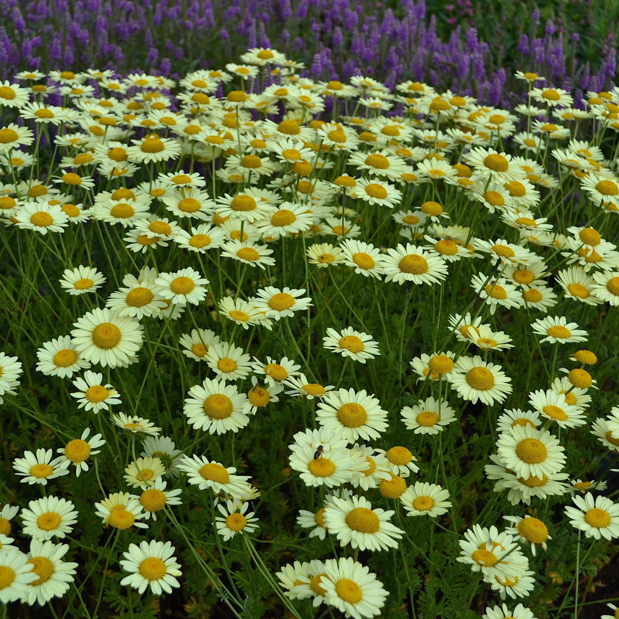 Anthemis tinctoria 'E.C. Buxton'