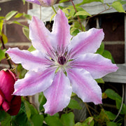Clematis 'Nelly Moser'