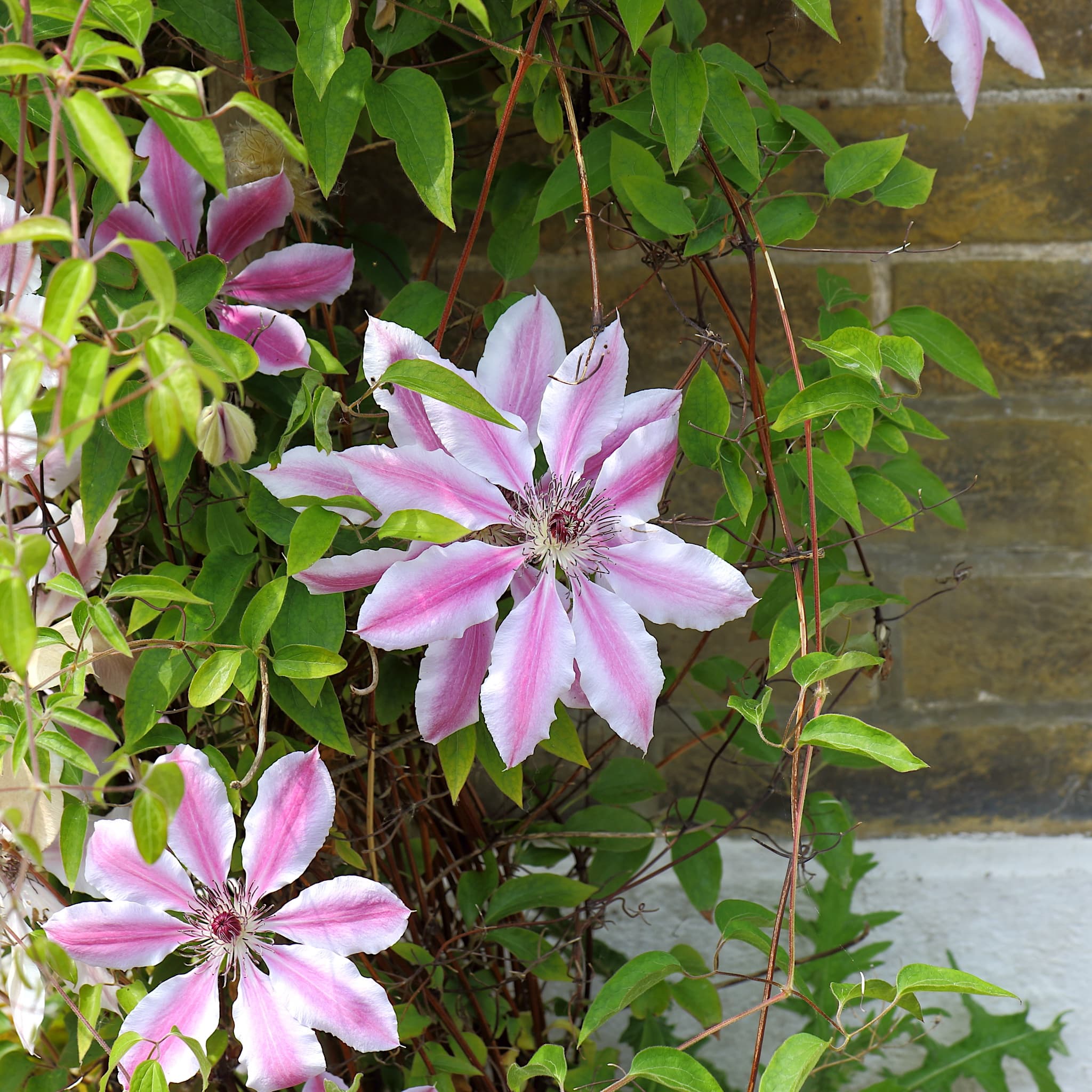 Clematis 'Nelly Moser'