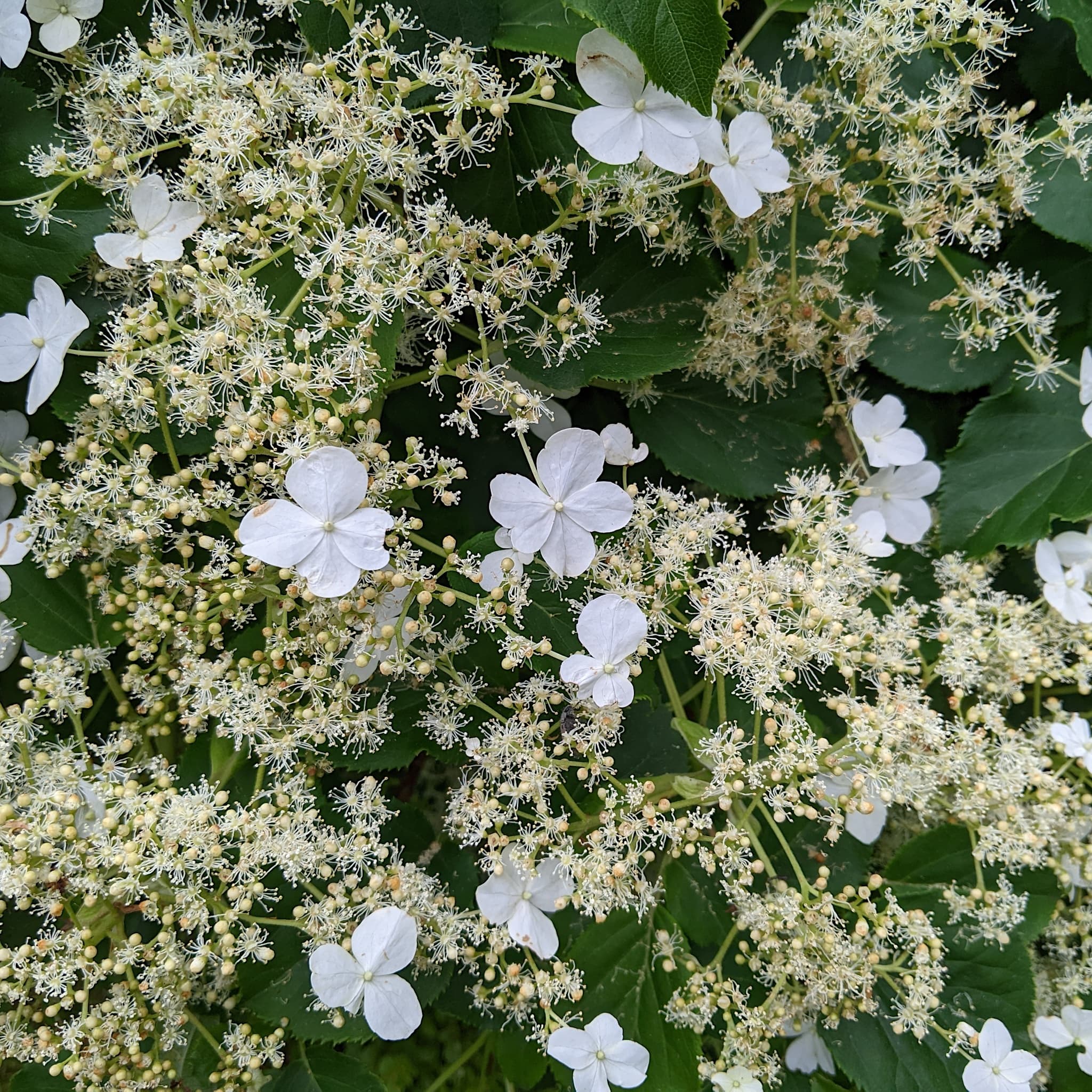 Hydrangea petiolaris