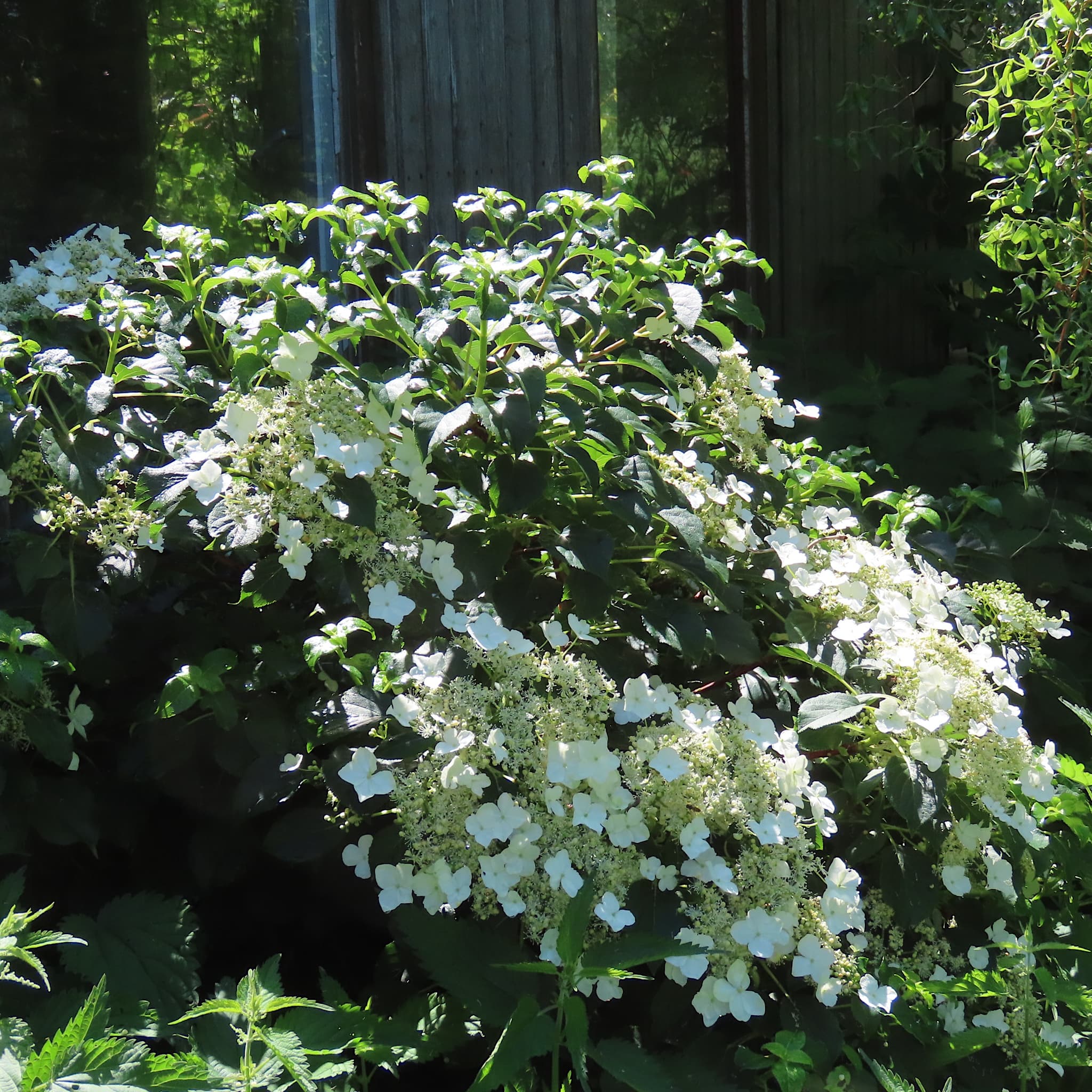Hydrangea petiolaris