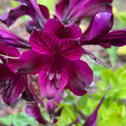 Alstroemeria inticancha 'Paraiso'