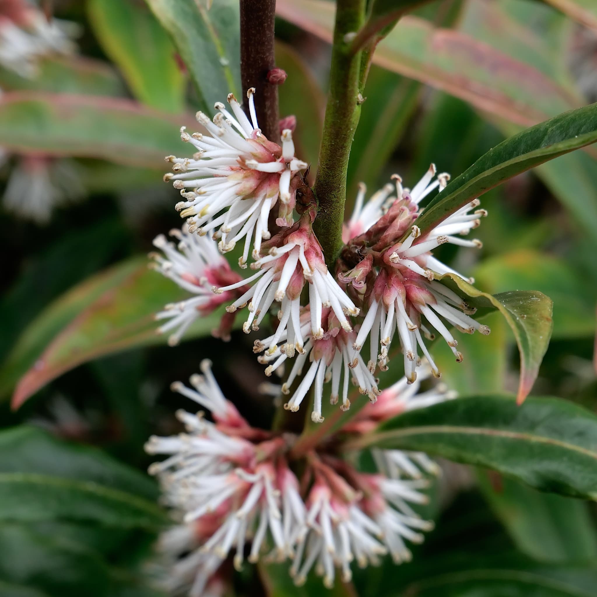 Sarcococca hookeriana var. Digyna 'Purple Stem'