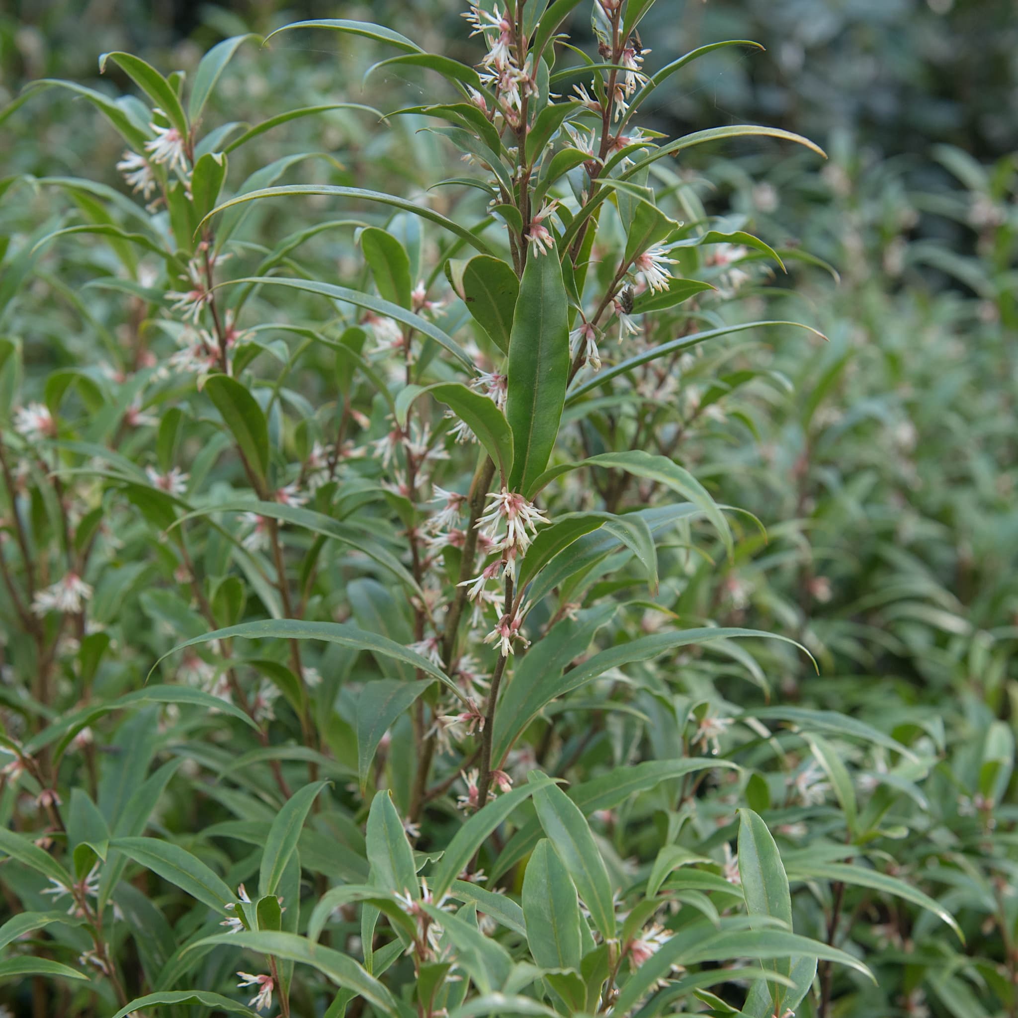 Sarcococca hookeriana var. Digyna 'Purple Stem'