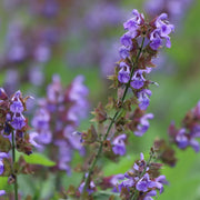 Salvia officinalis