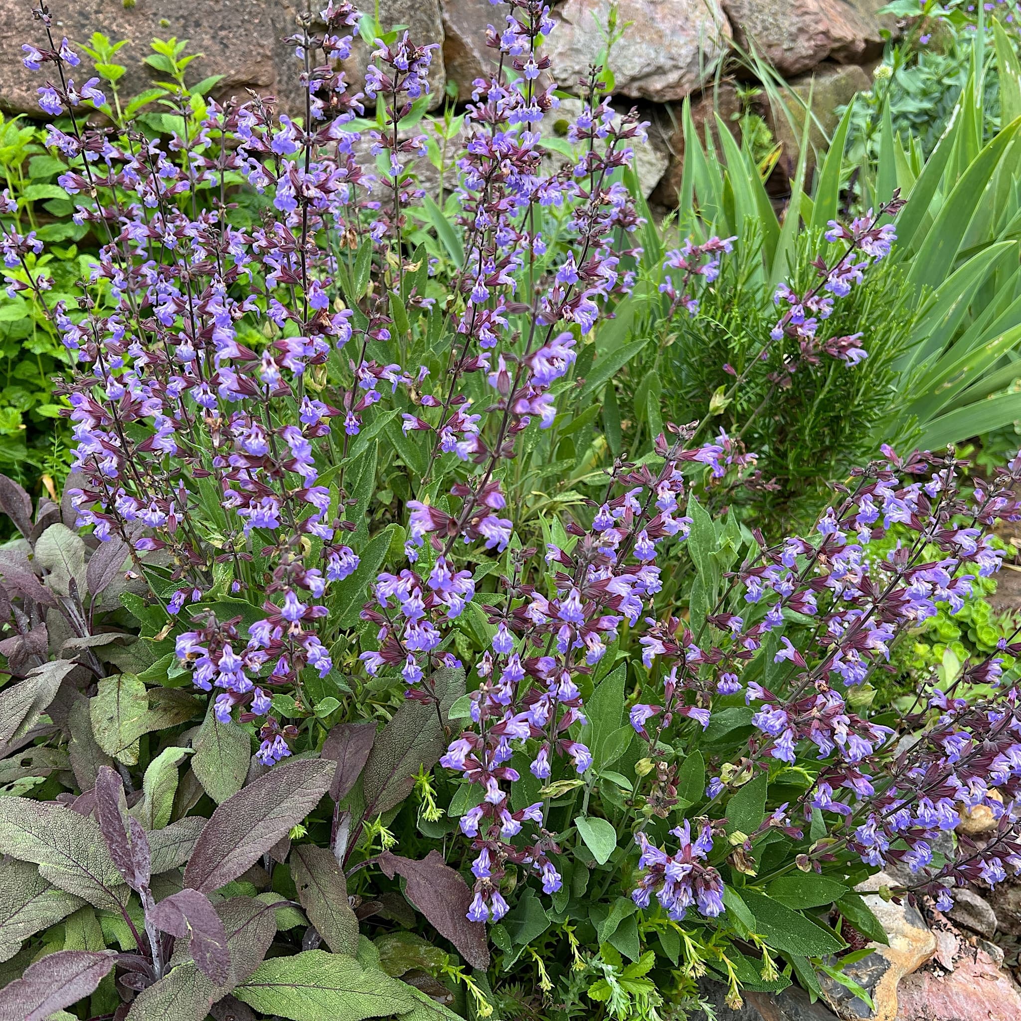Salvia officinalis