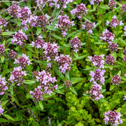 Thymus serpyllum