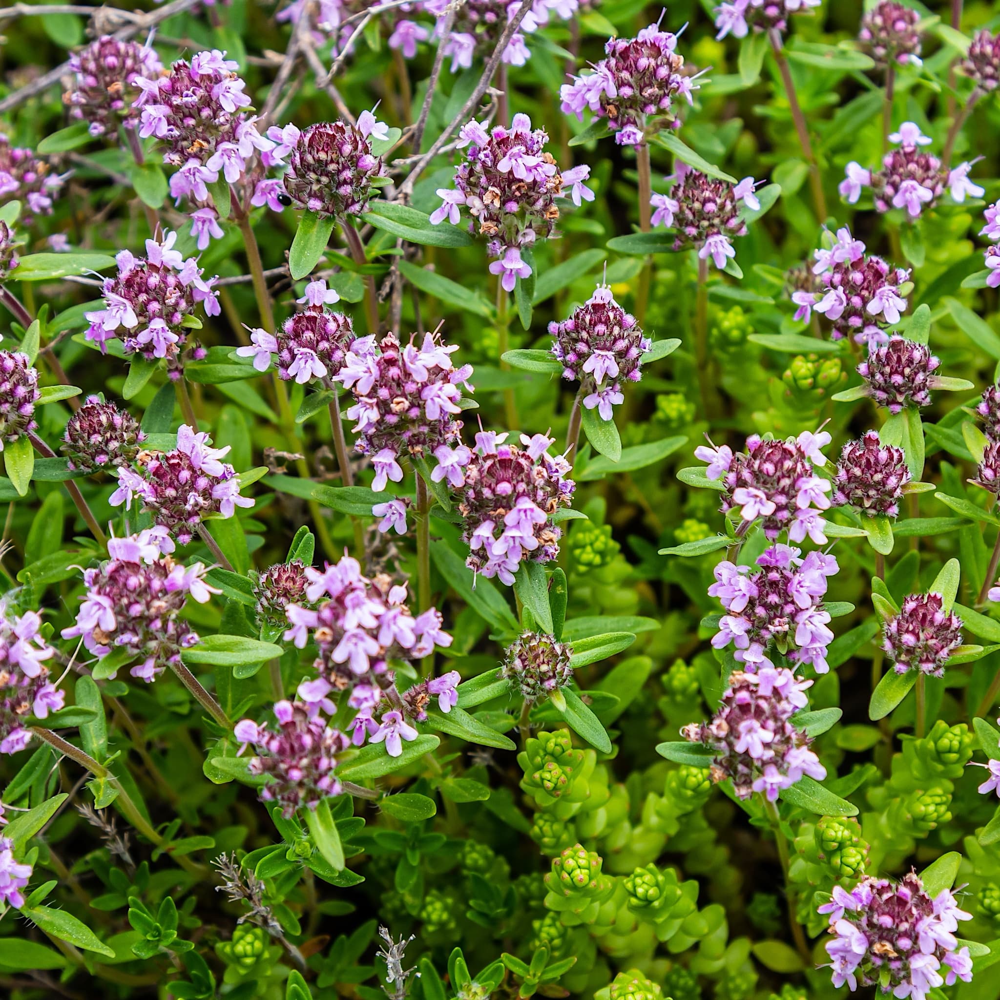 Thymus serpyllum
